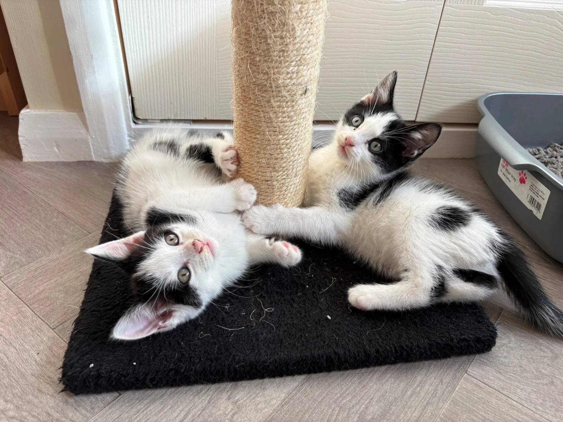 Two black and white kittens lie on a black mat, playing with a sisal scratching post. One kitten is lying on its side, the other is sitting, both looking up with wide eyes. A litter tray is visible nearby.