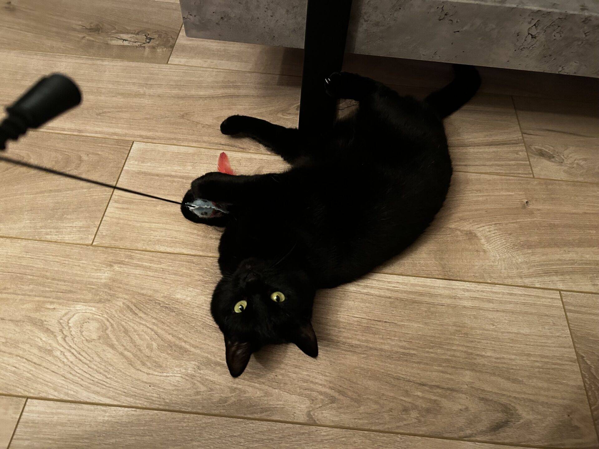 A black cat lies on a wooden floor, playing with a toy mouse attached to a string. The cat is on its side, looking up with wide green eyes.