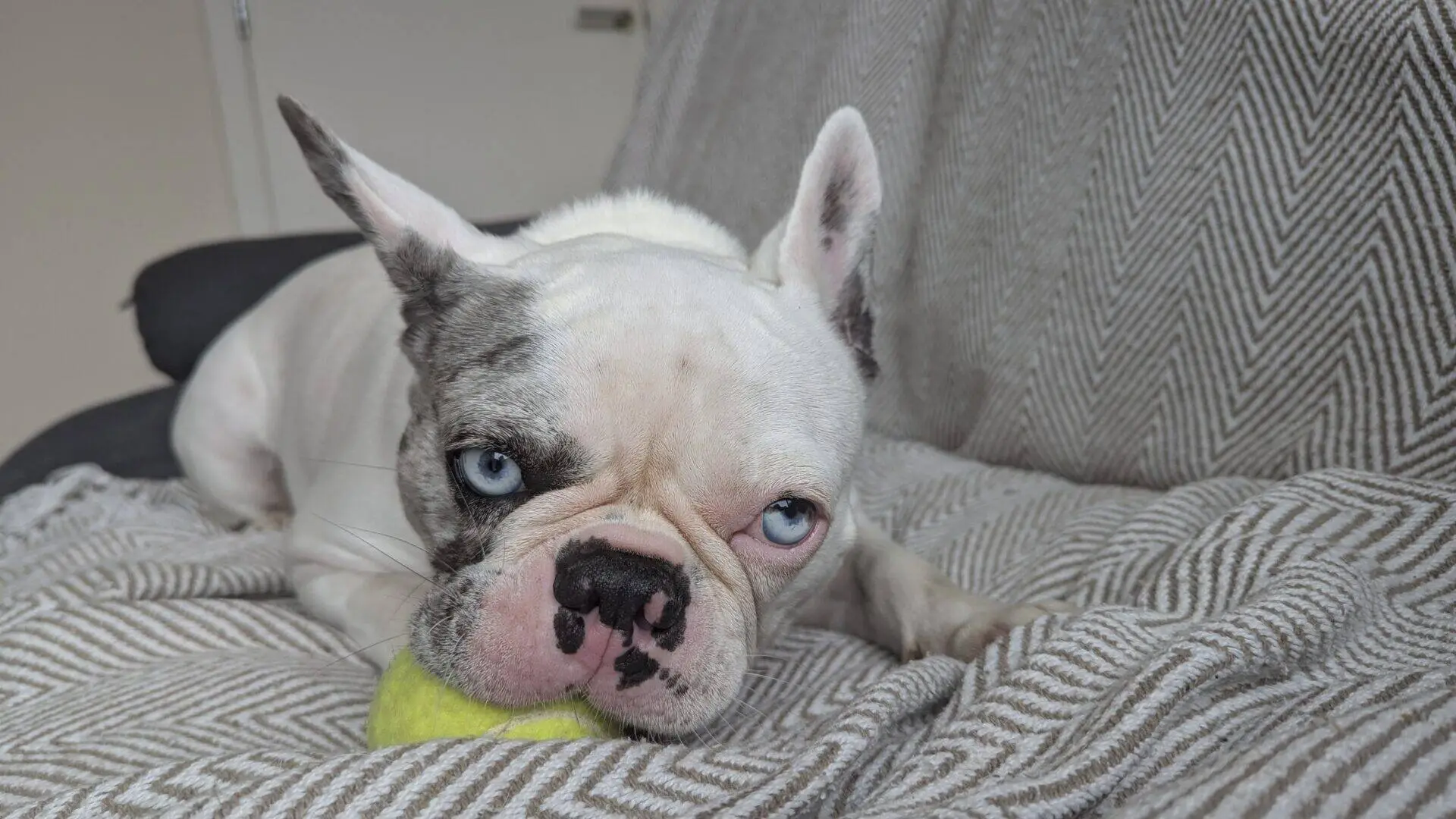 A white and grey French Bulldog named Blu with heterochromia lies on a patterned blanket, resting its head on a yellow tennis ball and looking directly at the camera.