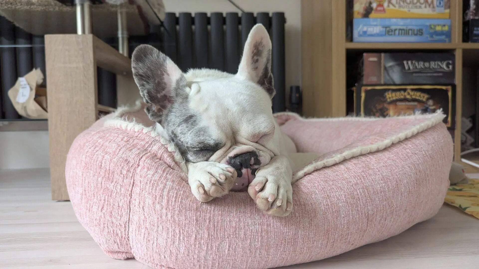A Blue French Bulldog with a white and grey coat sleeps with its head on its paws in a pink dog bed, in a cosy room with board games visible on a shelf in the background.