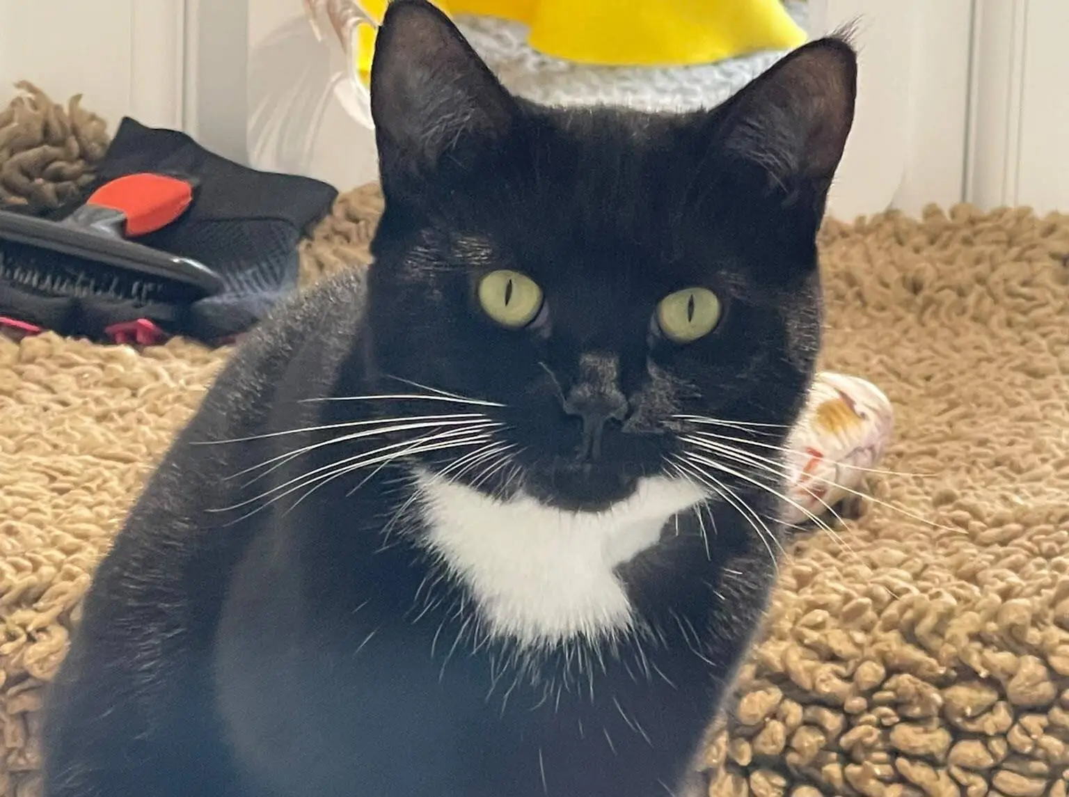 A black and white cat with yellow eyes sits on a tan textured blanket, with a brush and other pet items in the background.