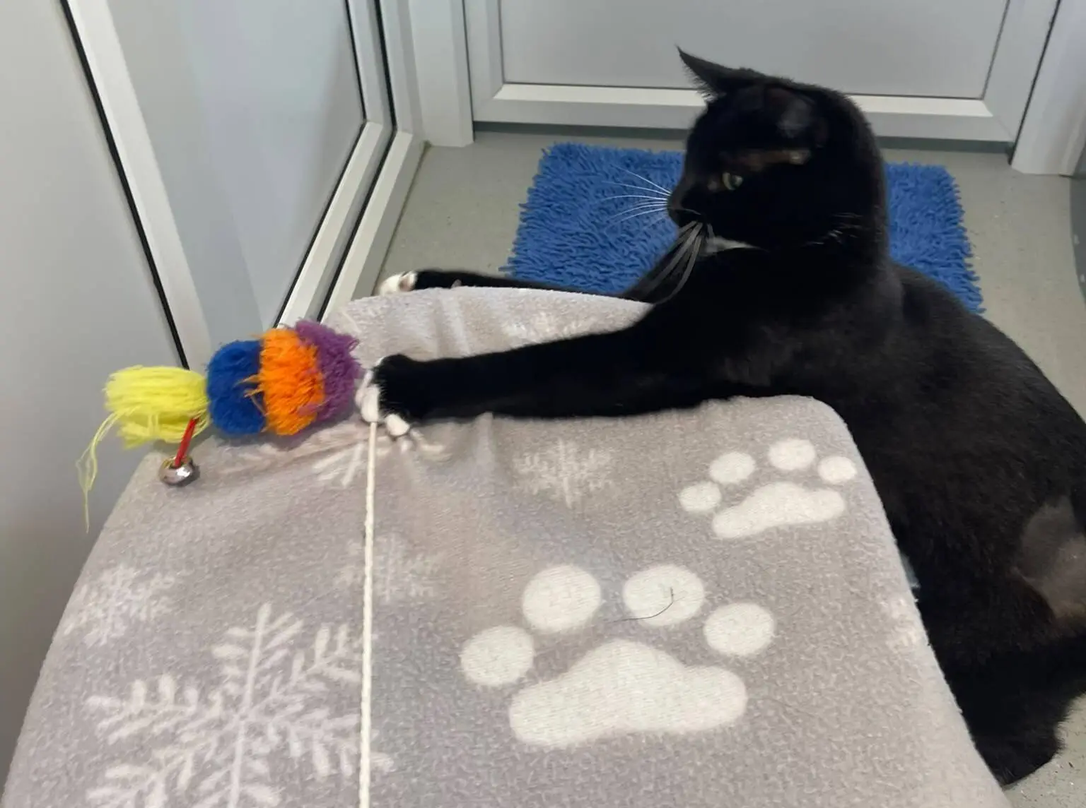 A black and white cat stretches a paw to play with a colourful toy on a string atop a grey blanket with snowflake and paw print patterns.