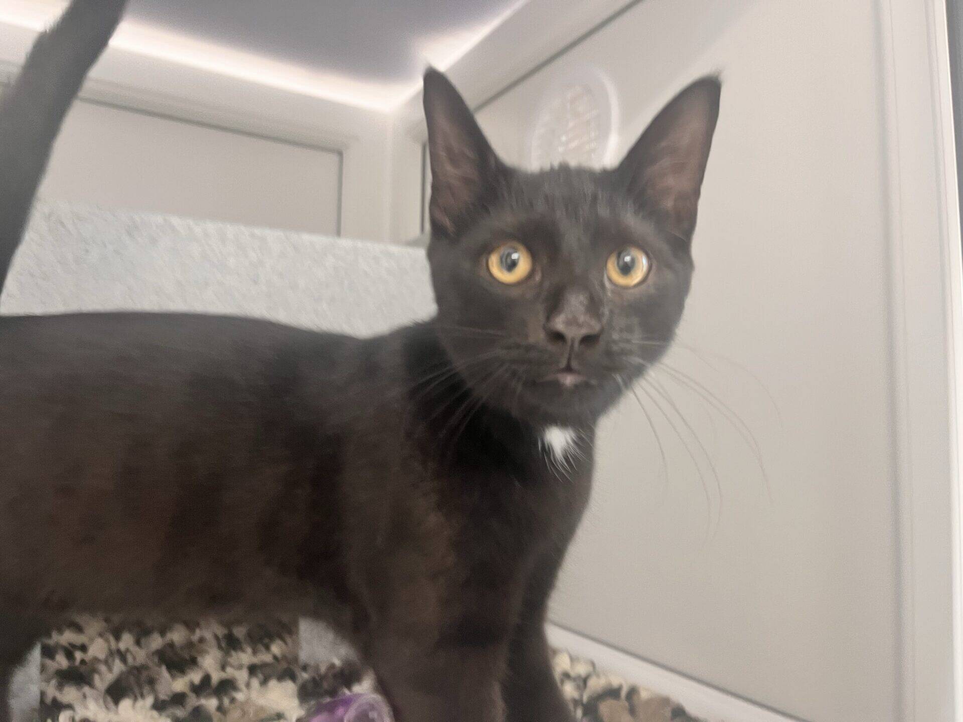 A black cat with yellow eyes stands on a speckled blanket, looking directly at the camera in a bright, modern room.