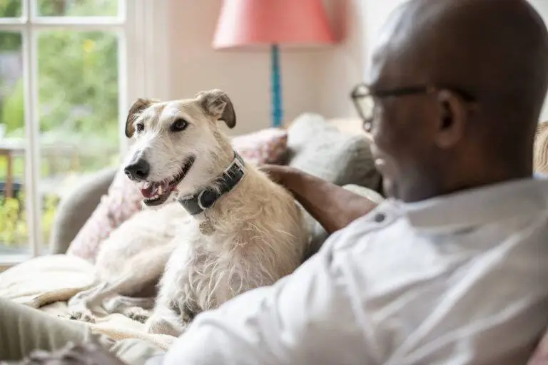A man sits on a settee stroking a happy, light-coloured dog with a collar. The dog looks towards the camera as natural light fills the cosy room, creating the perfect moment to share some friendly pet advice.