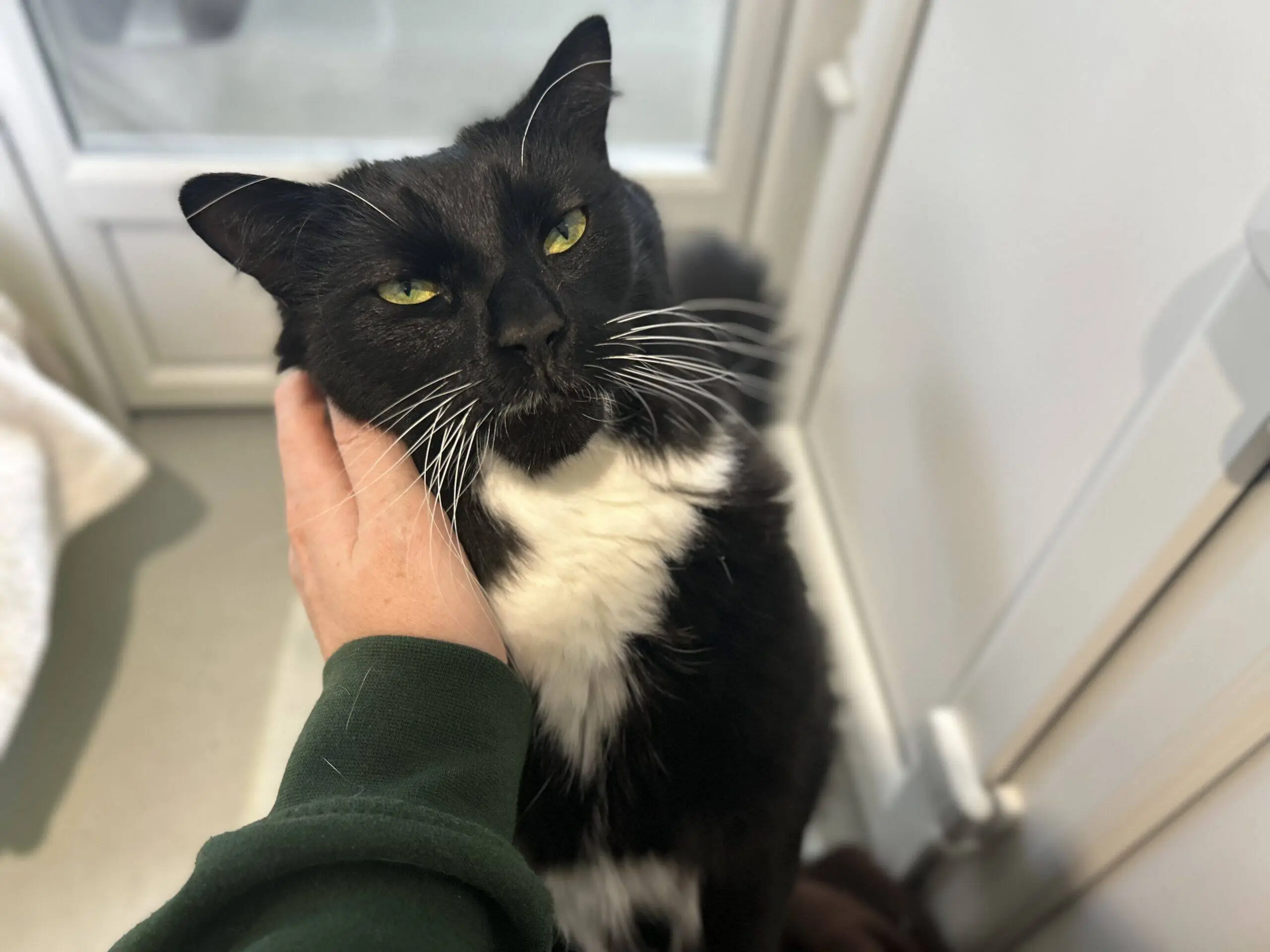 A black and white cat with green eyes is being gently stroked under the chin by a person wearing a green sleeve, looking relaxed and content indoors near a window.