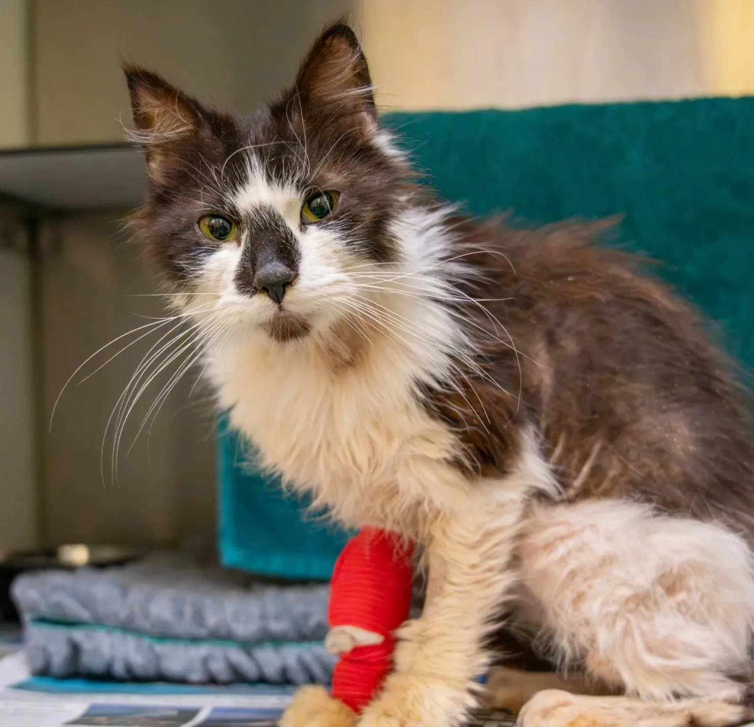 A thin black and white cat with a scruffy coat and green eyes sits on a blanket. The cat, cared for by Woodgreen pets charity, has a red bandage on its front leg and looks directly at the camera.