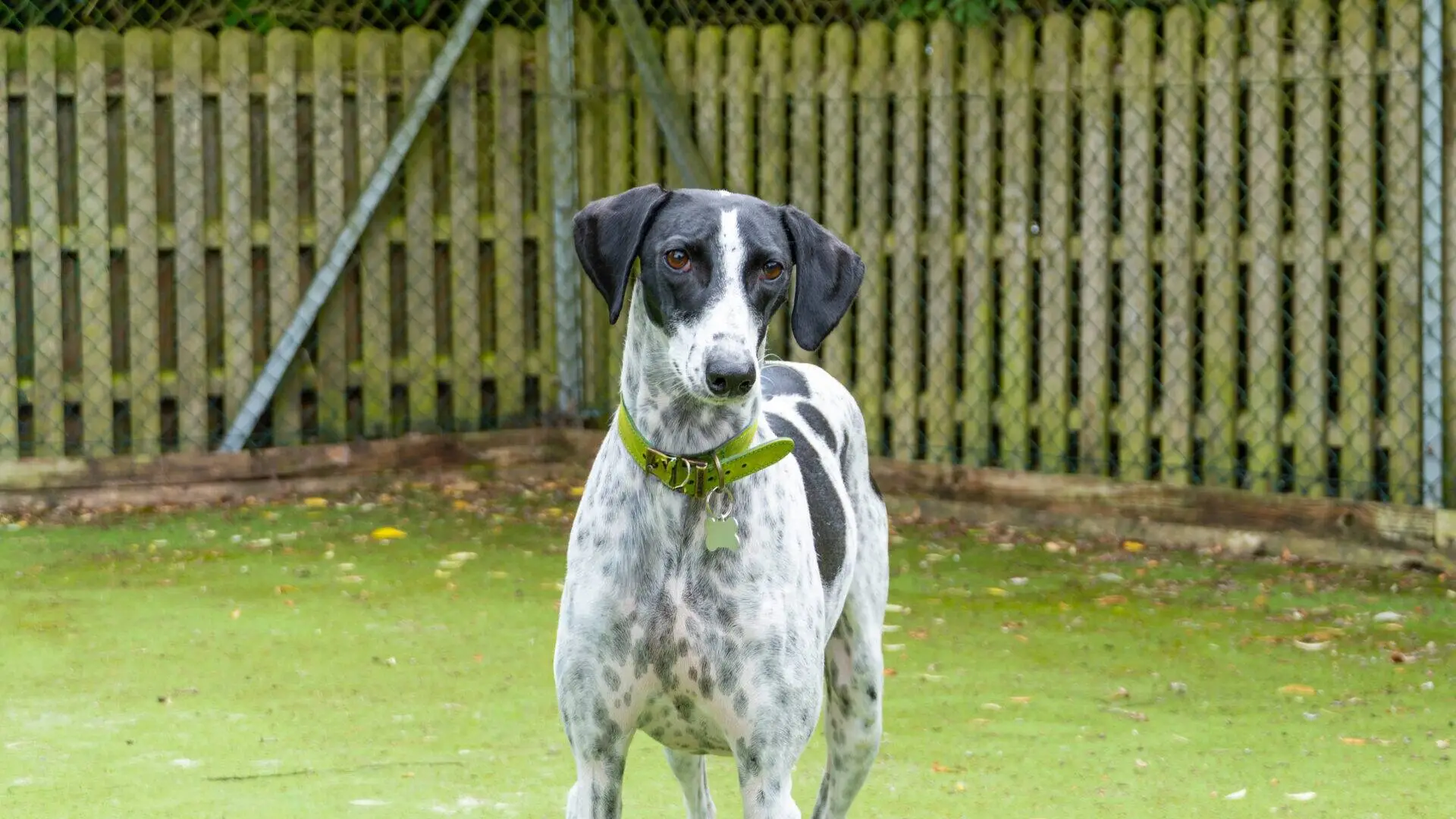 A black and white lurcher with a green collar stands on grass in front of a wooden fence, looking directly at the camera.
