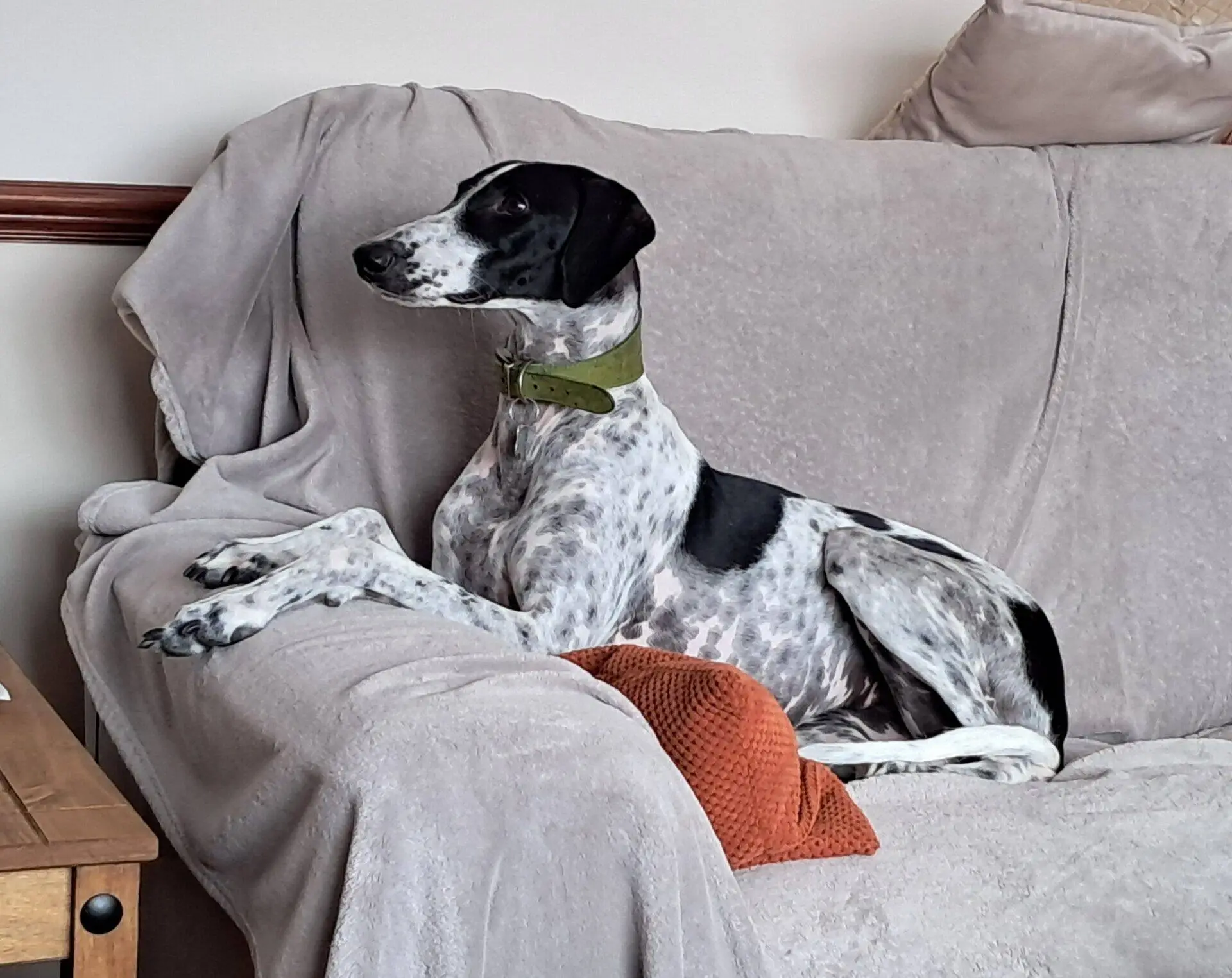 A black and white dog with a green collar lies on a beige sofa, its front paws stretched out and head alert, with an orange cushion underneath its body.
