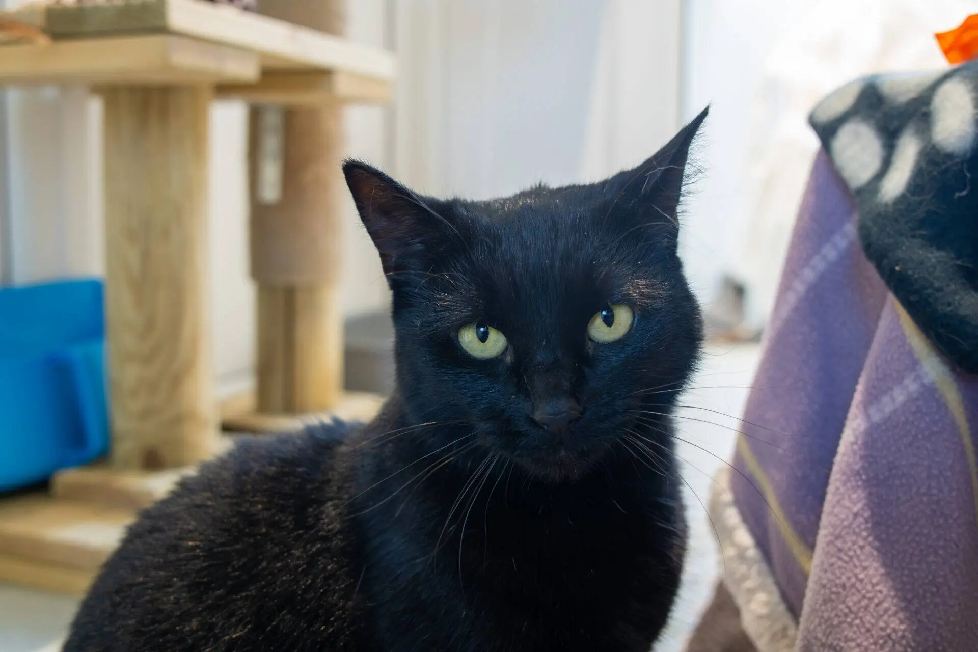 A black cat with yellow-green eyes sits indoors, looking directly at the camera. A cat tree and some blankets are visible in the softly lit background.
