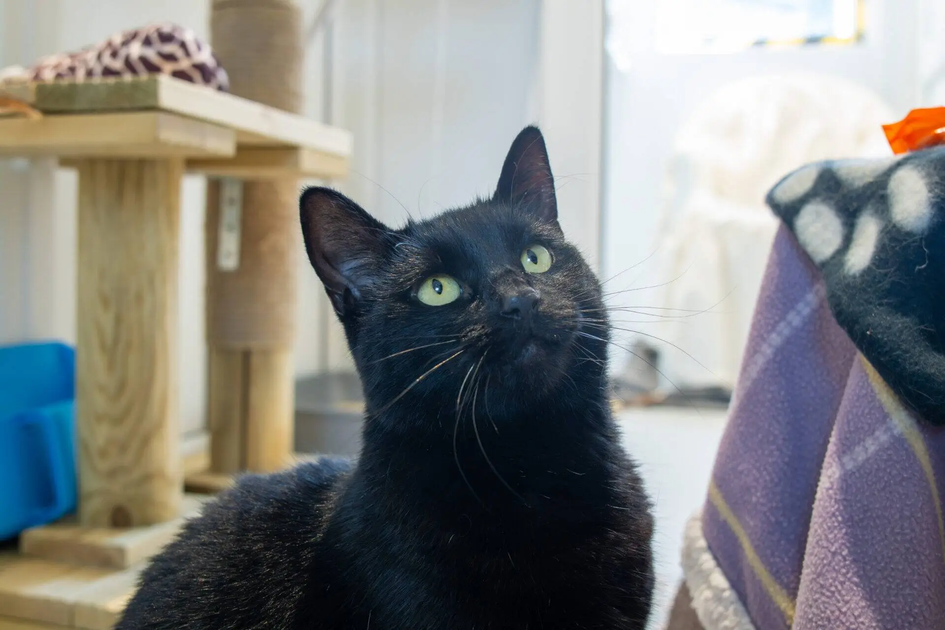 A black cat with green eyes looks upward while sitting indoors near a scratching post and a blanket-covered surface. The background is softly lit with natural light.