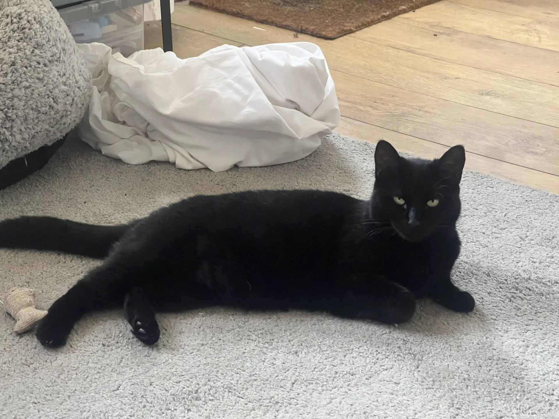 A black cat is lying on a light grey carpet, with its body stretched out and looking towards the camera. There is a white blanket and some furniture in the background.