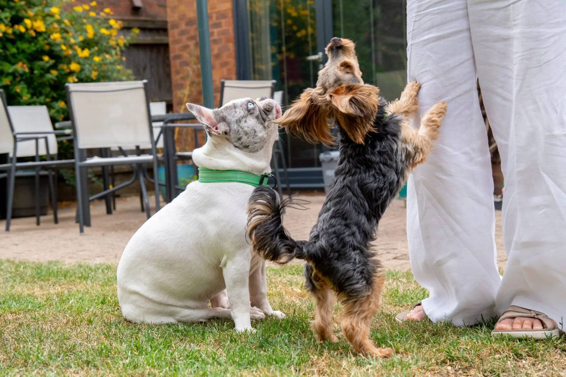 A French bulldog sits and a small terrier—Terry & Blu, the playful Yorkshire Terrier & French bulldog duo—stand on hind legs next to a person in white trousers outdoors, near patio chairs and greenery.