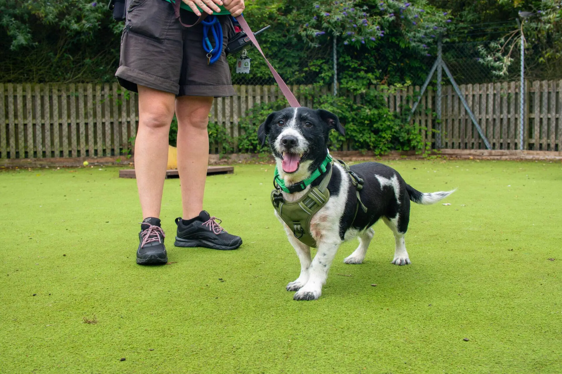 A black and white dog on a lead stands on green grass next to a person in shorts and trainers. The dog is wearing a harness and looks happy with its tongue out. There is a wooden fence and trees in the background.