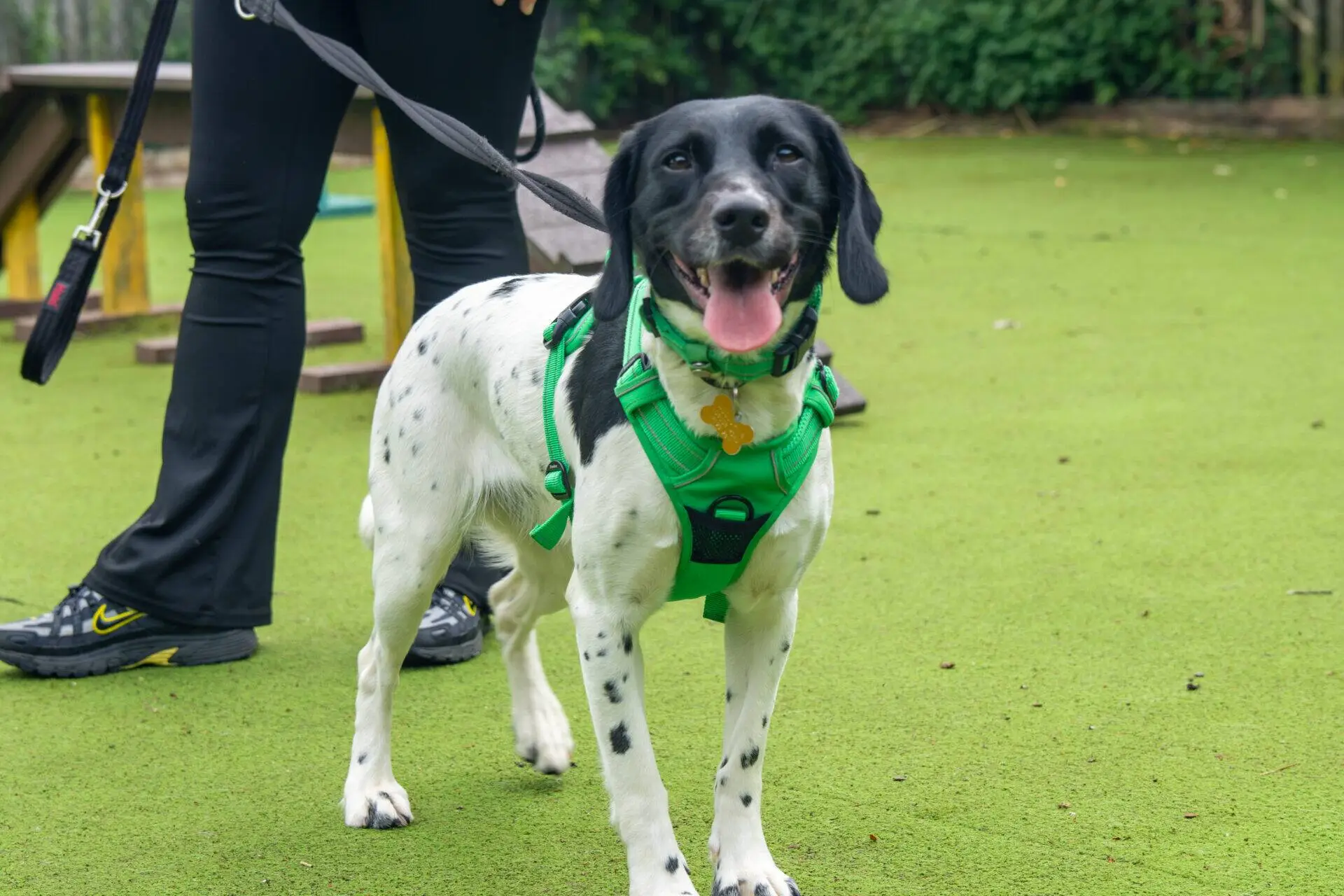 A happy black and white dog wearing a green harness stands on a grassy area, looking at the camera with its tongue out. A person in black trousers and shoes holds the dog's lead. Bushes and a bench are in the background.