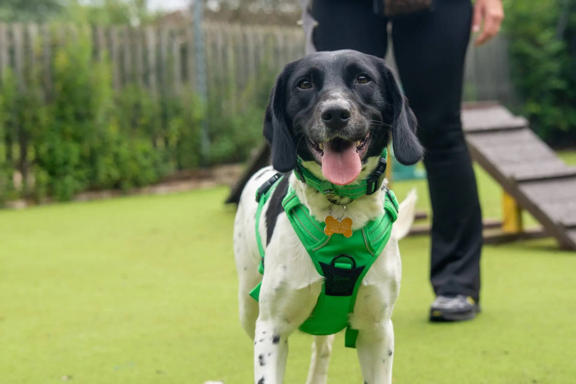 A black and white spaniel wearing a green harness stands on grass with its tongue out, looking at the camera. A person in black trousers stands behind the dog near an agility ramp.