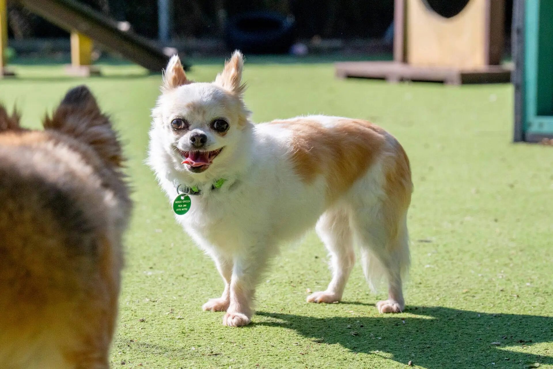 A small, tan and white dog with pointy ears stands on green artificial grass in sunlight, looking towards the camera and panting. Another dog is partially visible in the foreground. Playground equipment appears in the background.