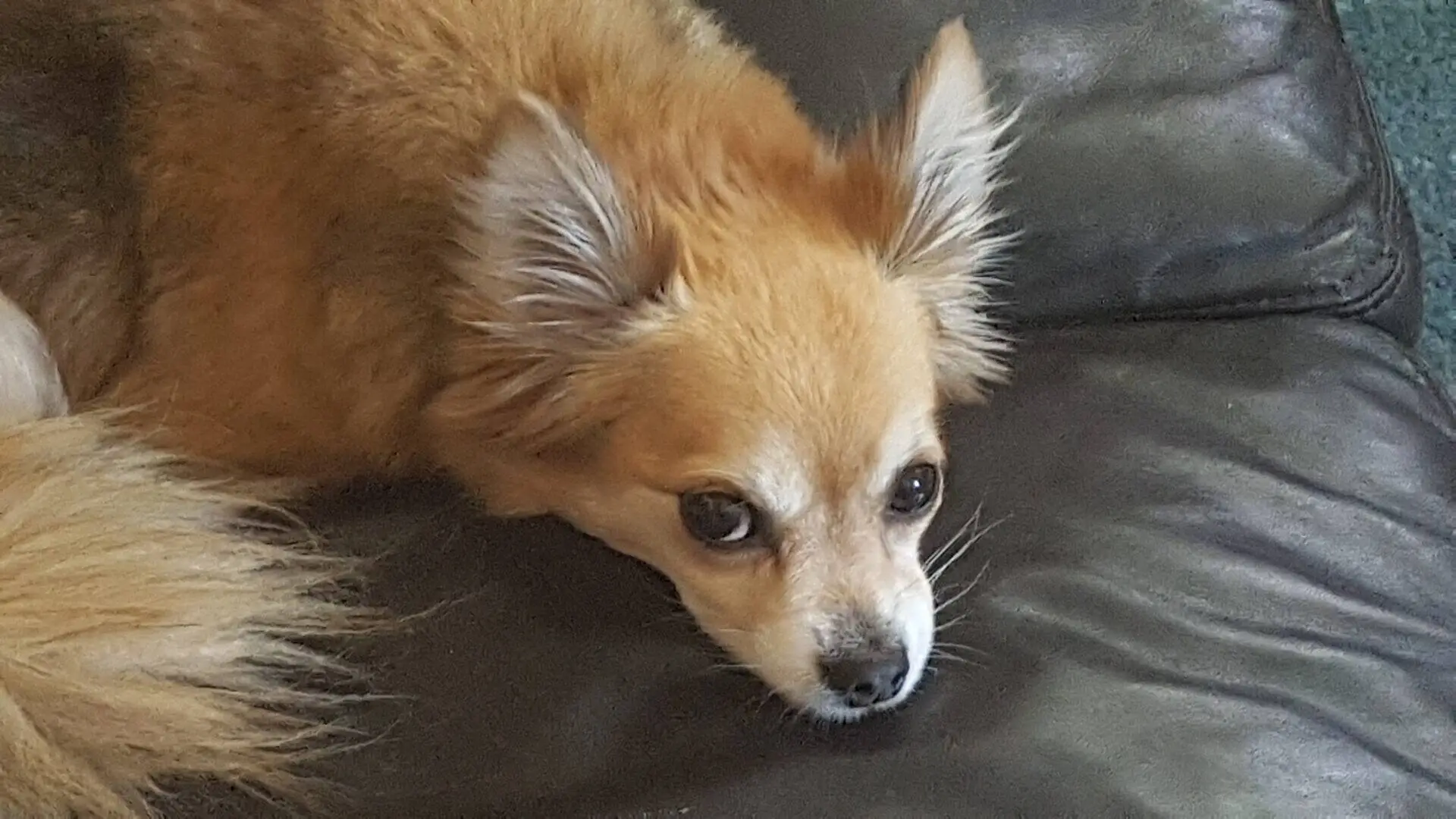 Small, light brown chihuahua dog with fluffy ears and tail, named Shay Cookie, lying on a dark brown leather sofa, looking up with a calm and relaxed expression.