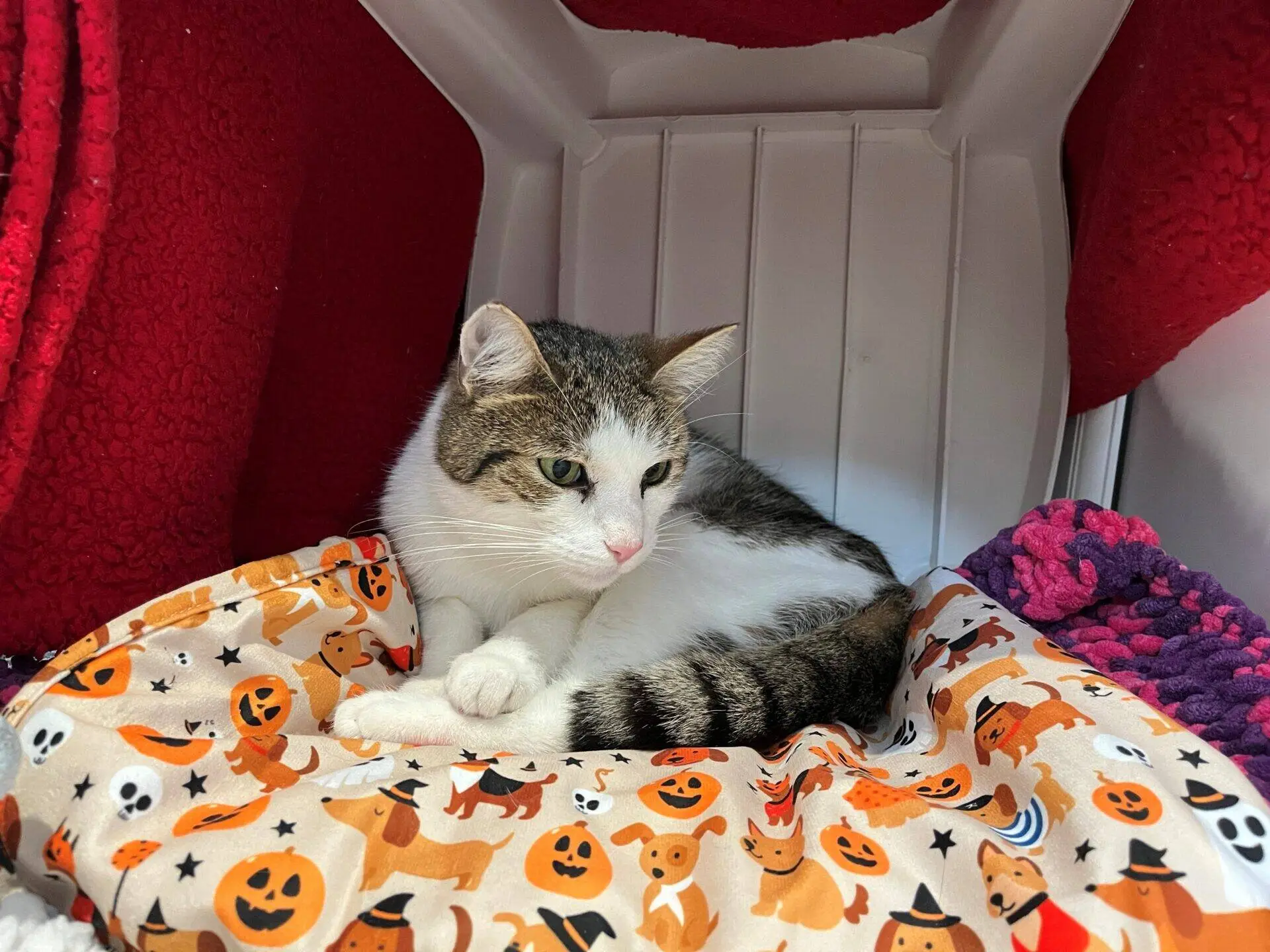 A white and grey cat lies on a festive blanket with pumpkins and dogs wearing costumes, inside a cosy, red-lined pet carrier.