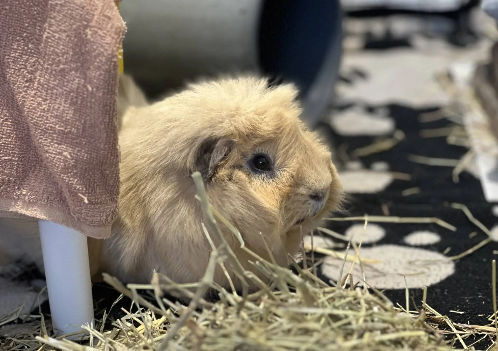 A fluffy, light brown guinea pig sits on hay next to a pink cloth and white hide, with a black and white patterned background.