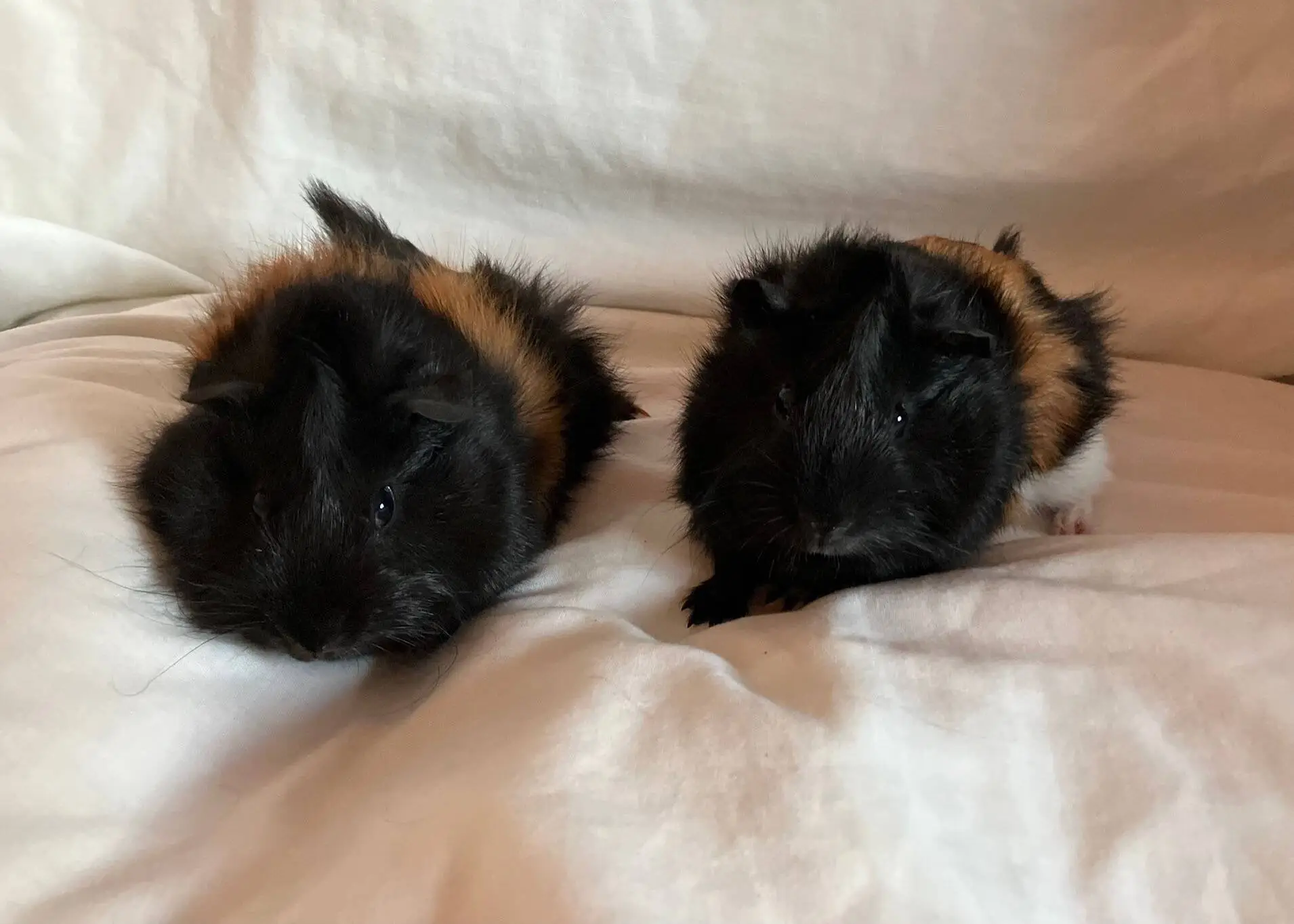 Two fluffy guinea pigs with black and brown fur sit side by side on a white fabric background, looking towards the camera.