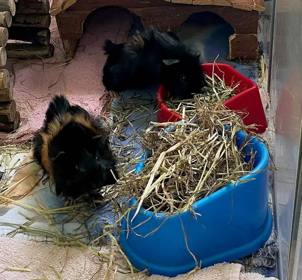 Two guinea pigs eat hay from red and blue bowls inside a cosy enclosure with wooden hideouts and soft towels on the floor.