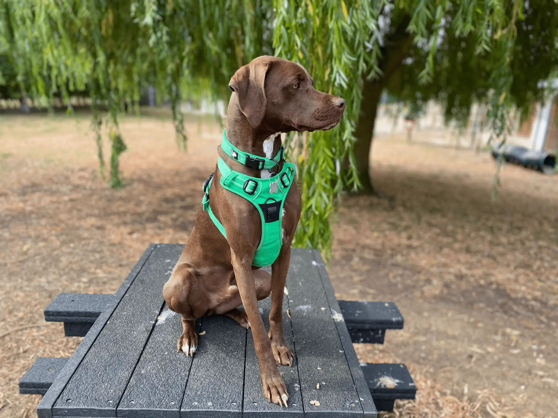 A brown Weimaraner cross dog wearing a bright green harness sits on a black wooden picnic table outdoors, surrounded by trees and dry grass, as if ready for an energetic dog chase.