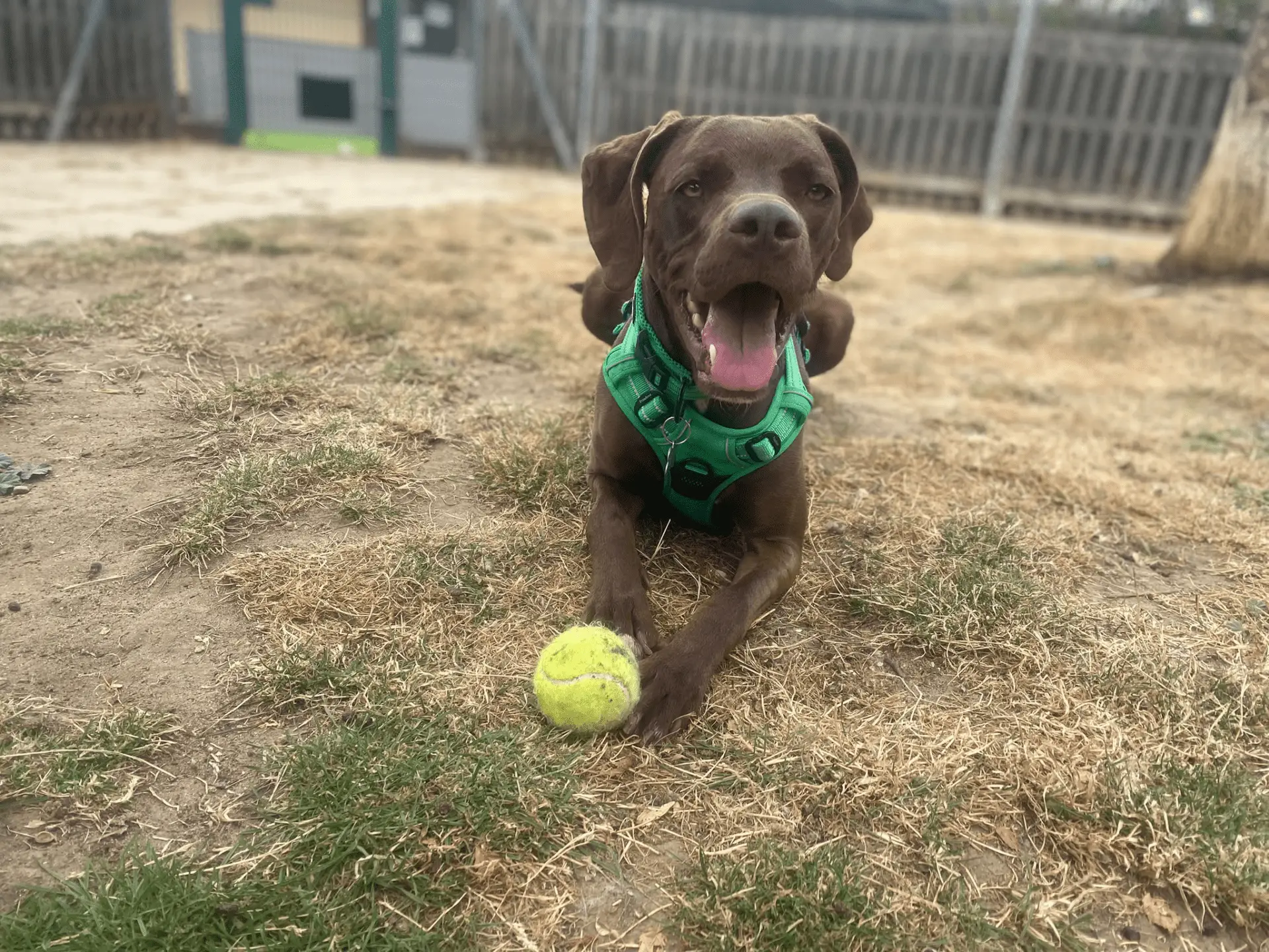 A brown Weimaraner cross wearing a green harness lies on dry grass with a yellow tennis ball in front, mouth open and tongue out, looking happy after an energetic dog chase.