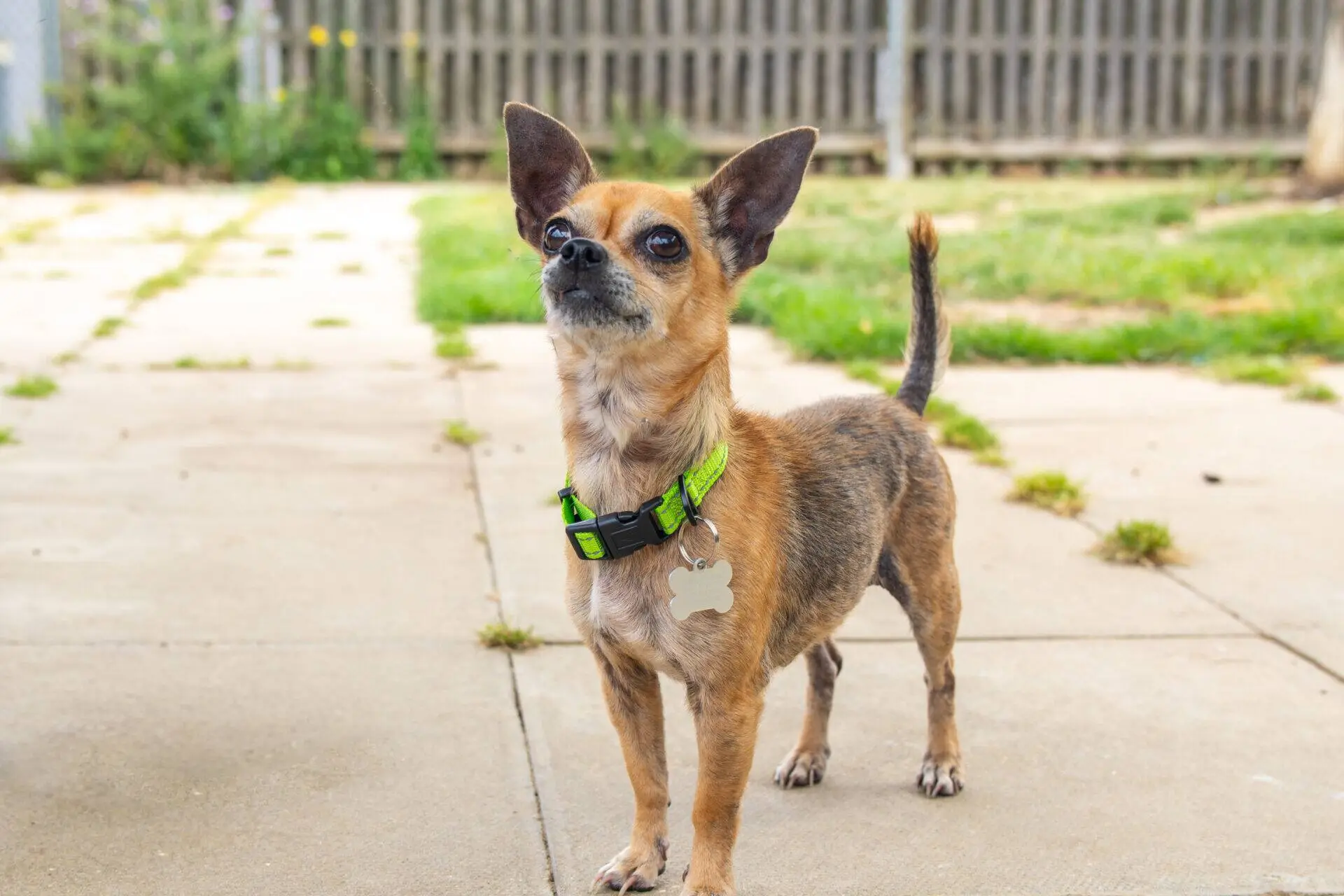 A small brown chihuahua with a green collar stands alert on a patio, with grass and a wooden fence in the background.