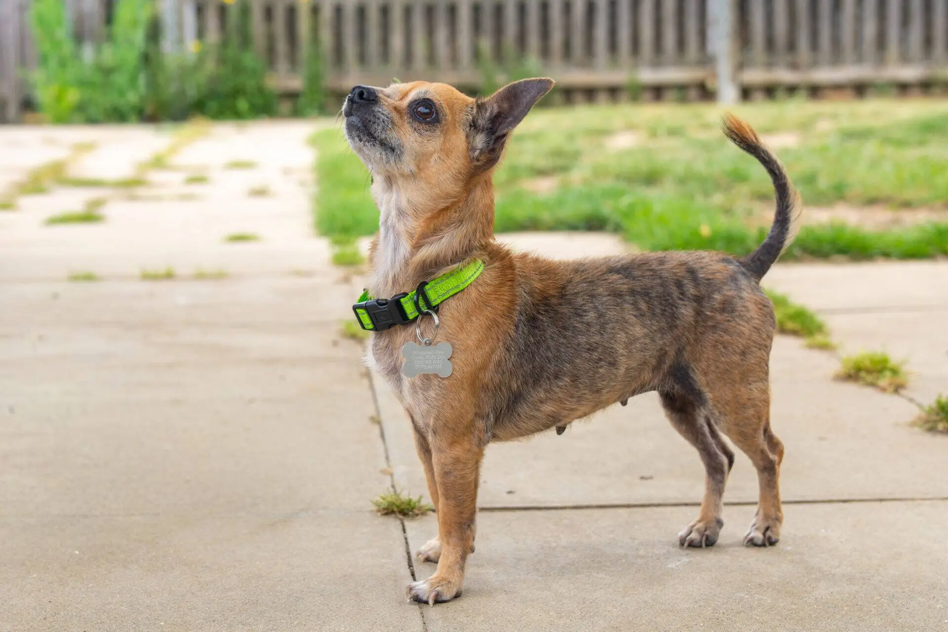 A small brown and black Chihuahua with a green collar stands alert on a patio, looking upwards. A wooden fence and grass are visible in the background.