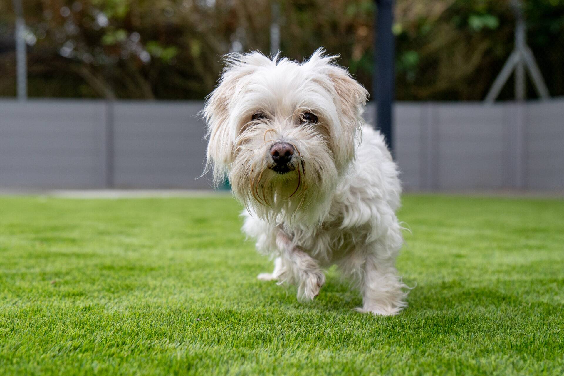 A small, fluffy white Maltese terrier with long fur walks on green grass in a fenced garden, looking directly at the camera.