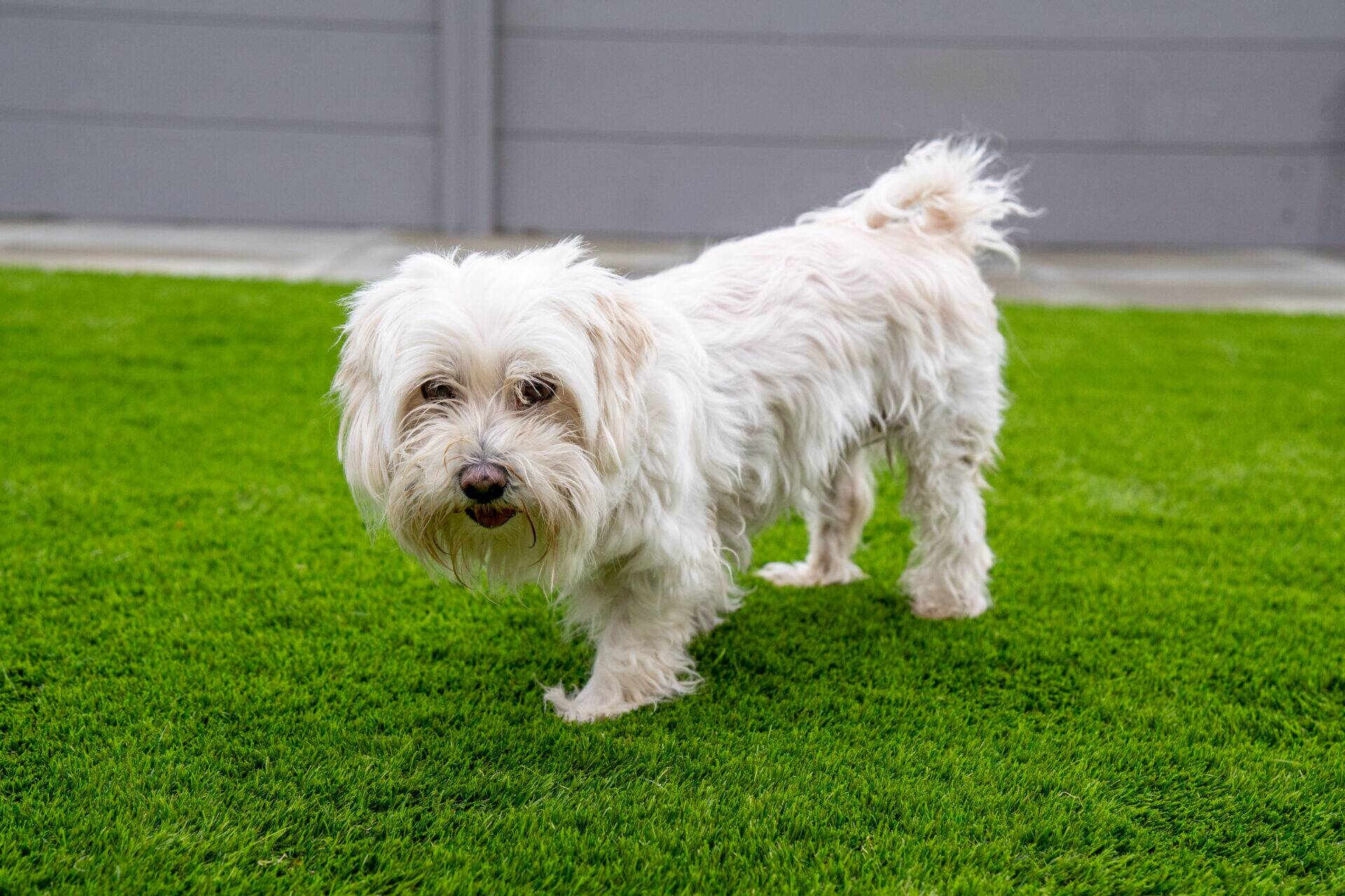 A small, fluffy white dog stands on green grass in a back garden, looking towards the camera. There is a grey fence and stone path in the background.