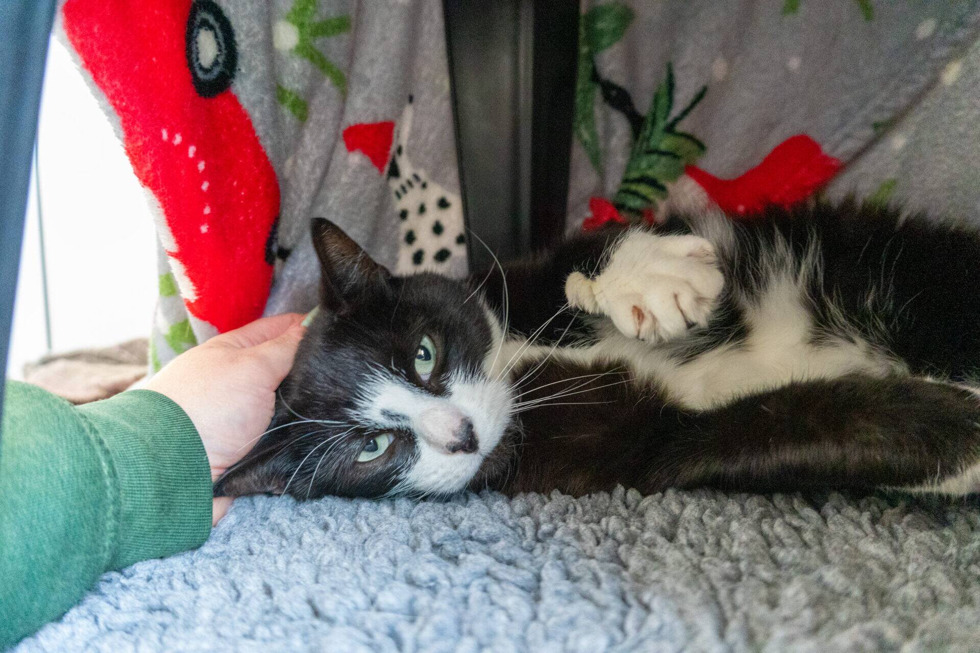 A black and white cat lies on a soft grey blanket while a person strokes its head. The cat looks relaxed, with a red and green patterned blanket in the background.