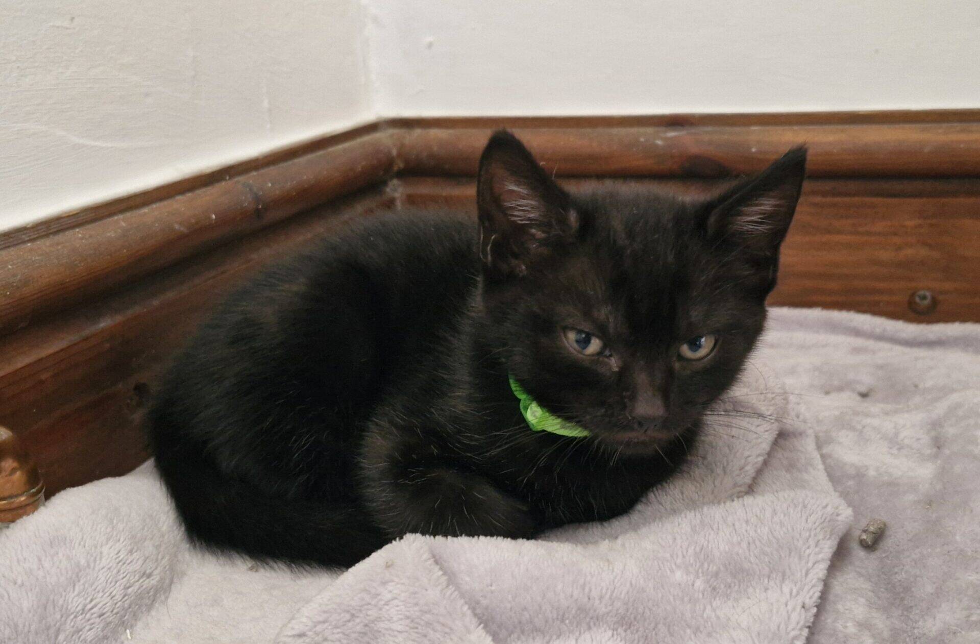 A small black kitten with a green collar is curled up on a soft grey blanket in the corner of a room with wooden trim, looking at the camera.