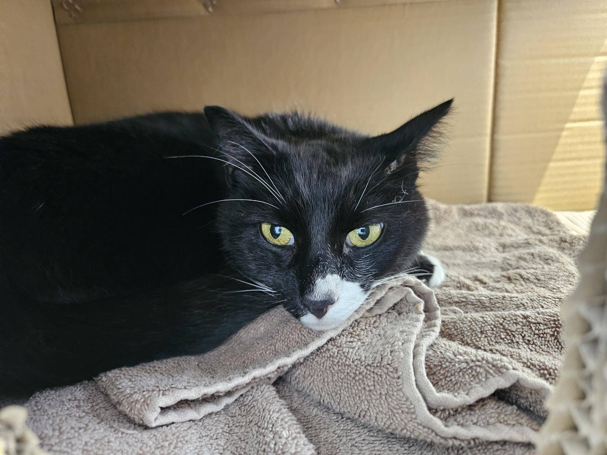 A black and white cat with yellow eyes rests on a beige towel inside a cardboard box, looking alert and slightly wary.