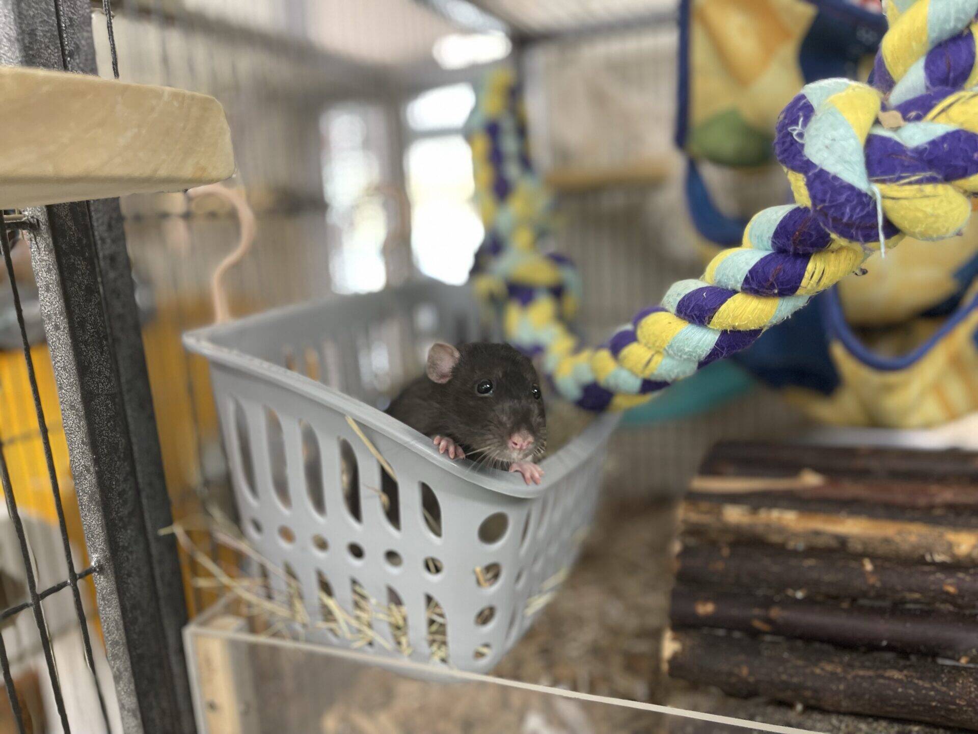 A black rat sits in a grey plastic basket inside a cage. Colourful braided ropes and wooden logs are nearby, with bedding and toys visible in the background.