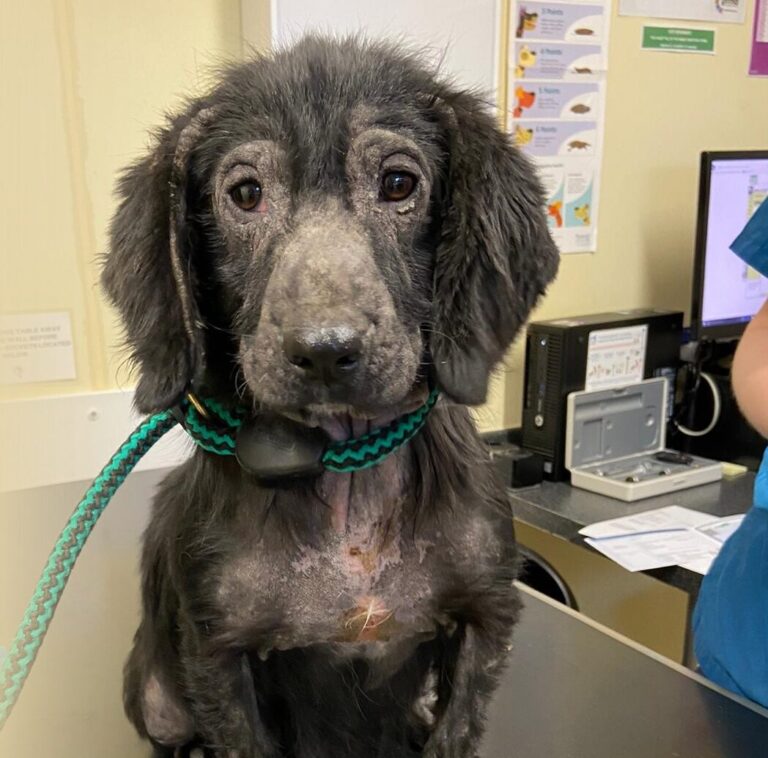 Dennis the dog suffering from flaky skin sitting on veterinary operating table