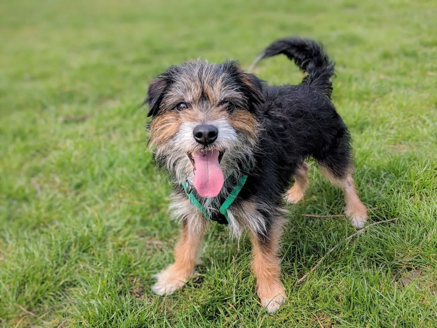 Terrier looking straight at the camera, tail wagging