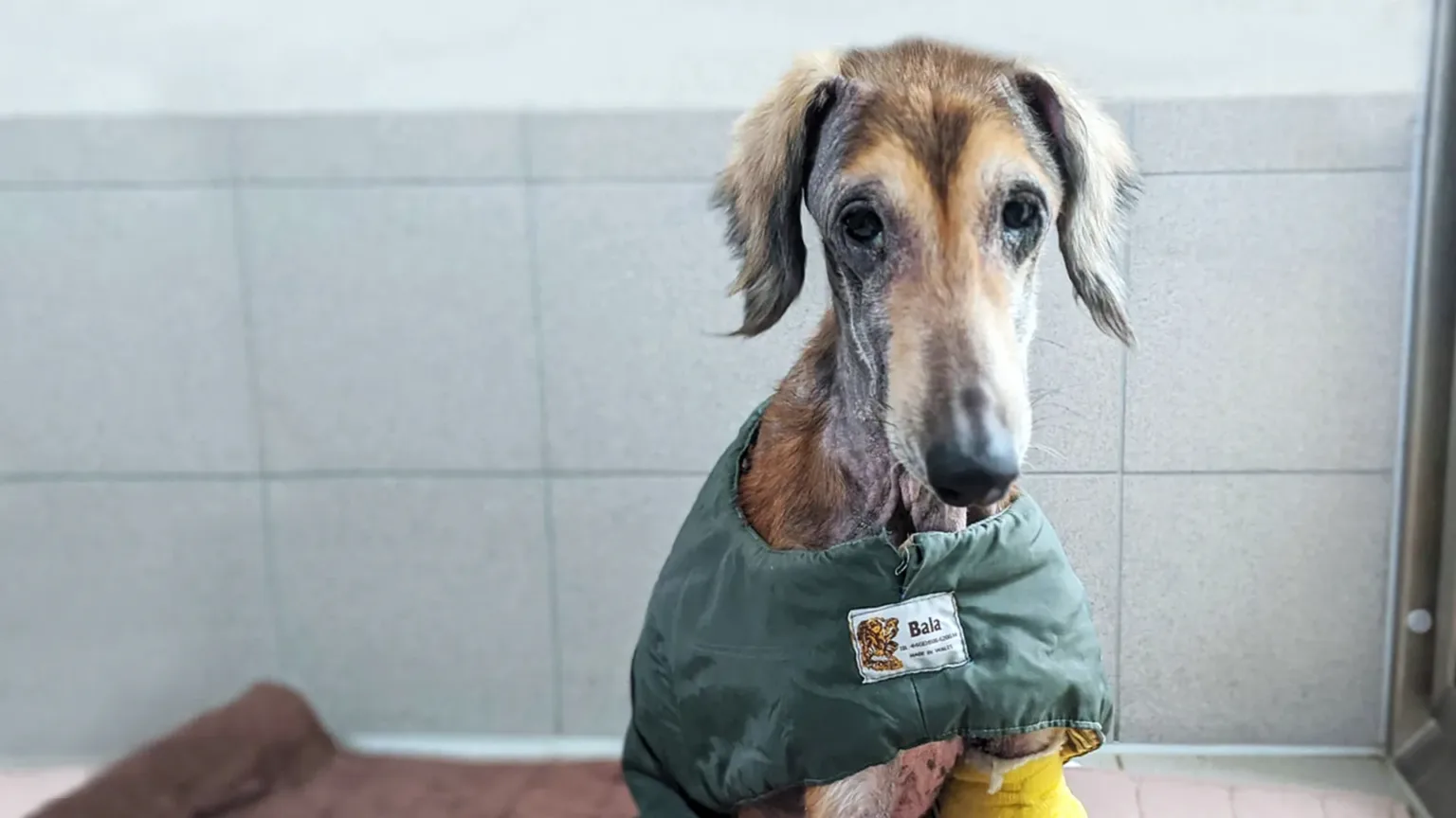 A dog without much hair, in a jacket to keep them warm, in a Woodgreen kennel