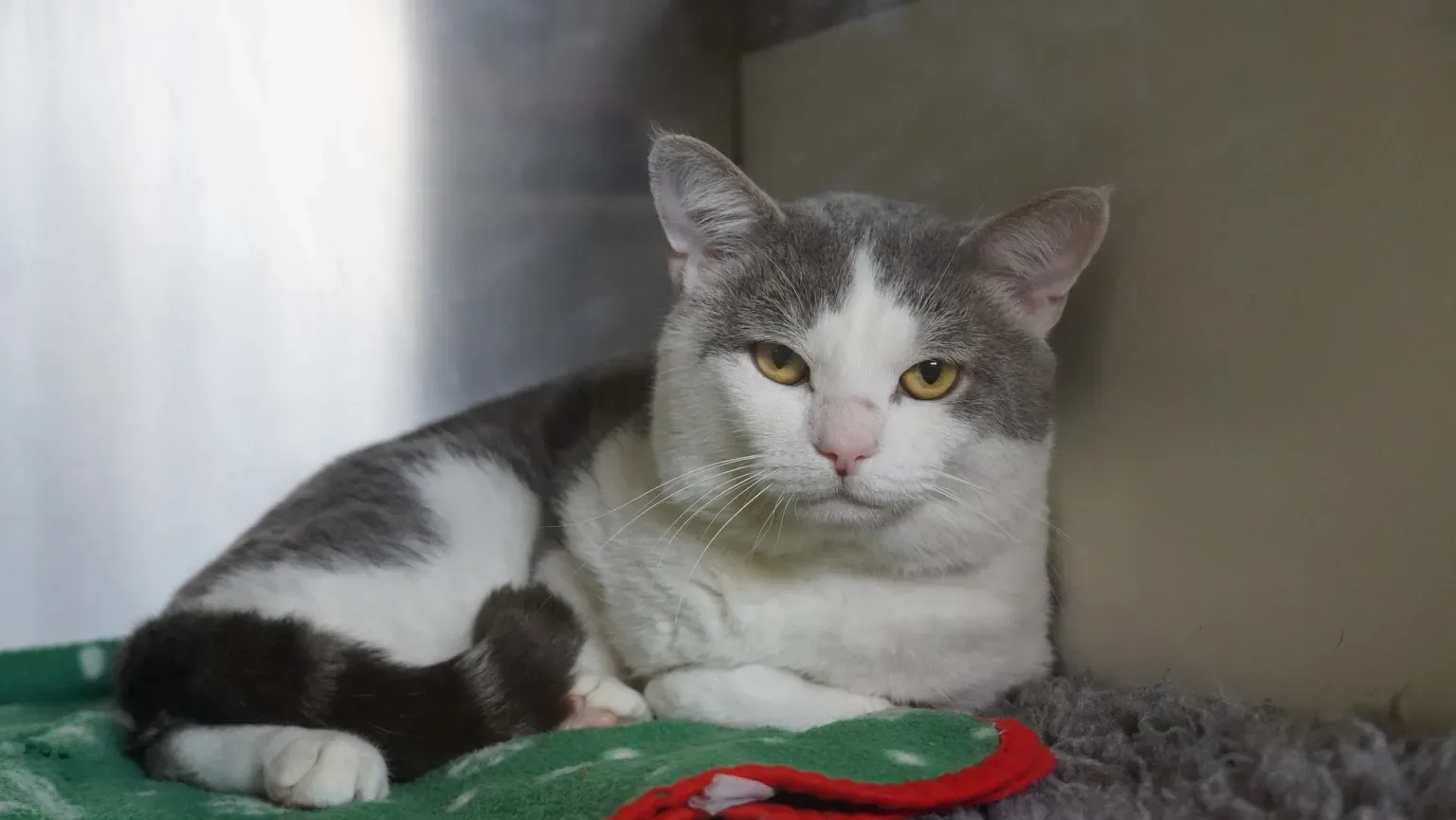 Light grey and white cat