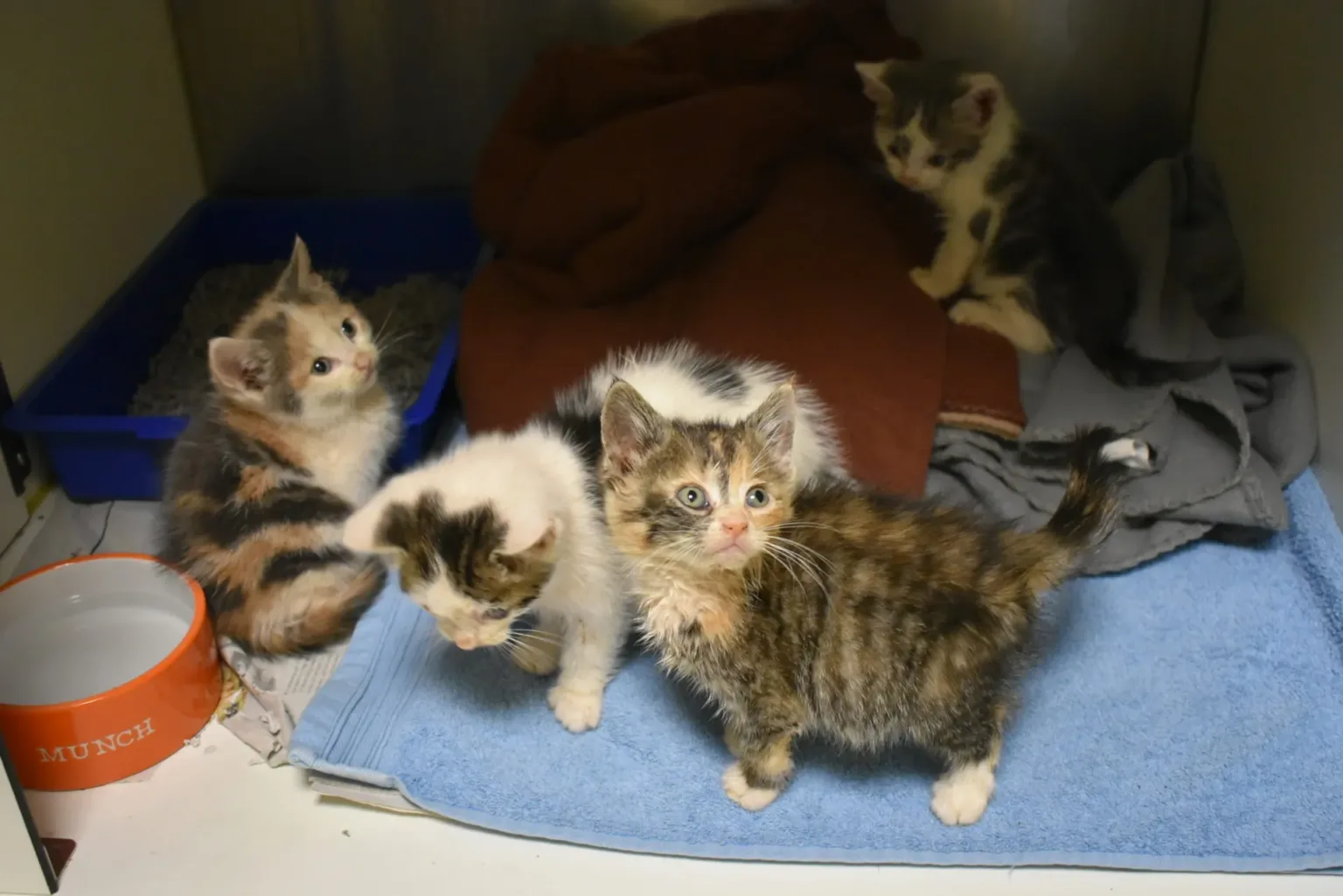 Four kittens in their cat enclosure