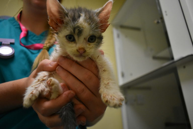 Flea ridden kitten being held by vet