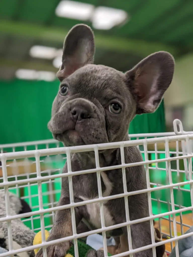 Puppy standing up in a pet basket