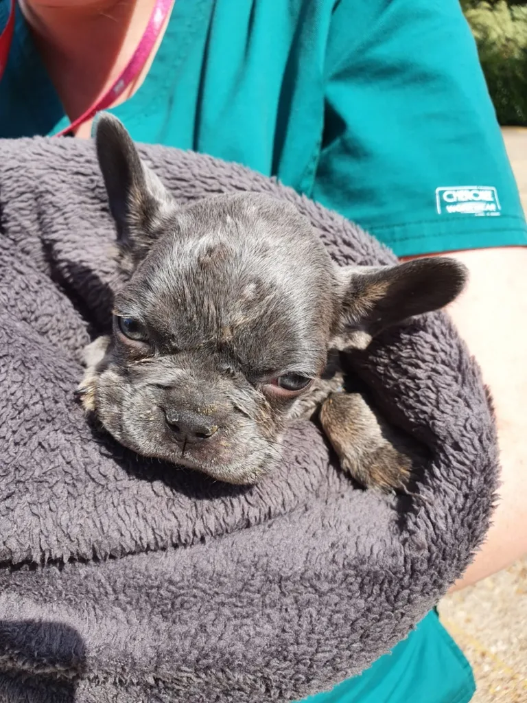 Picture of French Bulldog Kevin being held by a vet. Representing how we help unloved pets like Kevin