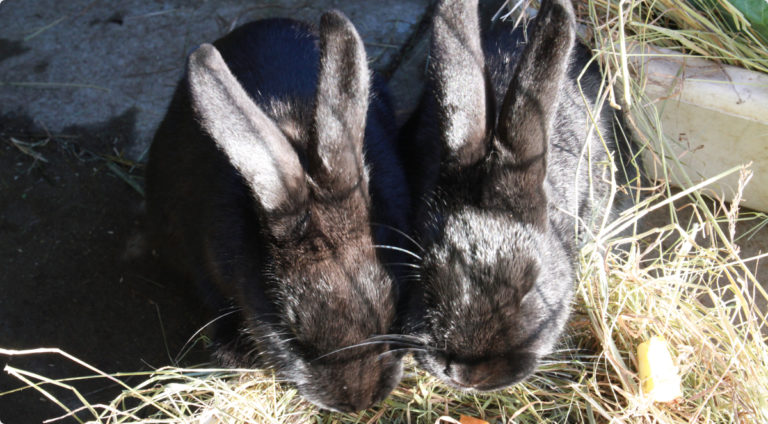Two rabbits eating hay