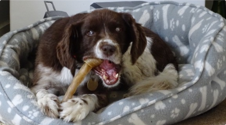 Dog chewing a bone