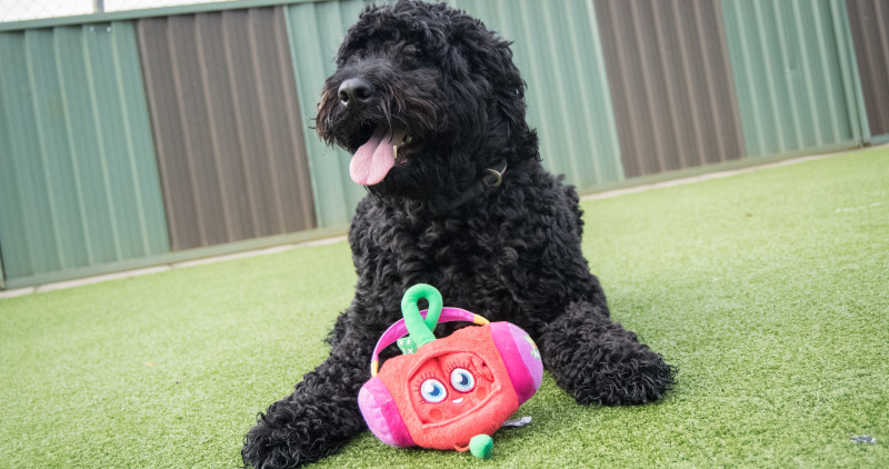 Black fluffy dog playing with a toy
