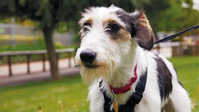 Terrier dog out for a walk