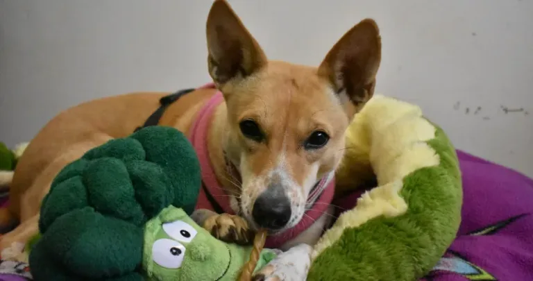 A dog sitting in a dog bed
