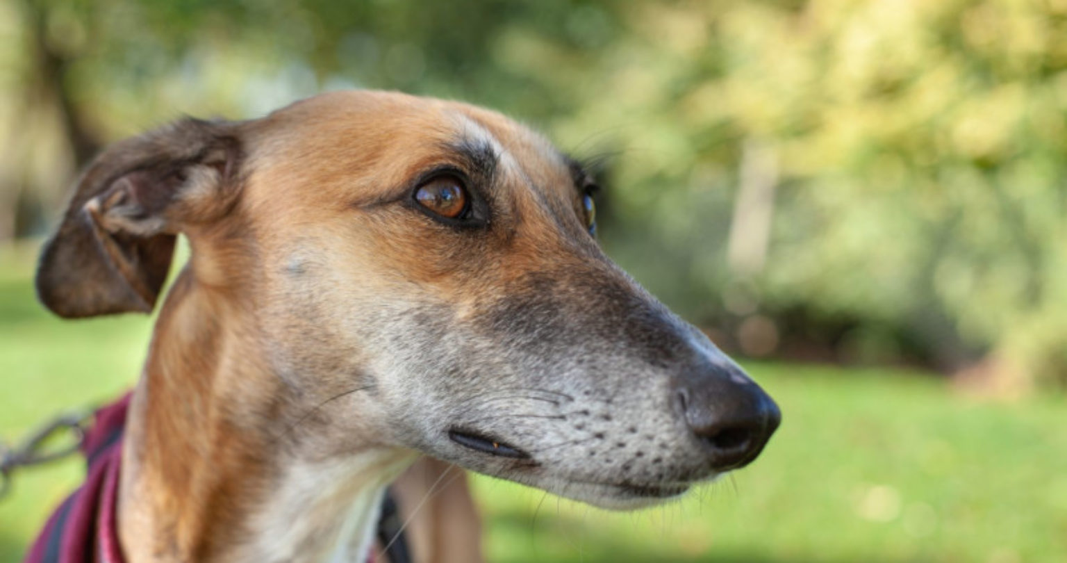 Kennel cough what you need to know Pet advice Woodgreen