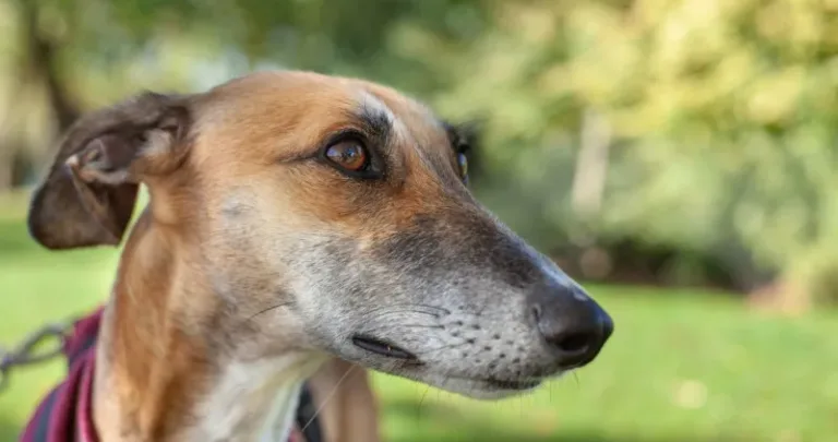 Wippet in the outdoors